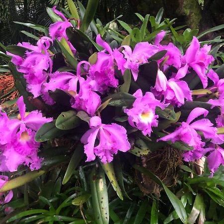 Bed and Breakfast Eden Rest Cooroy Экстерьер фото